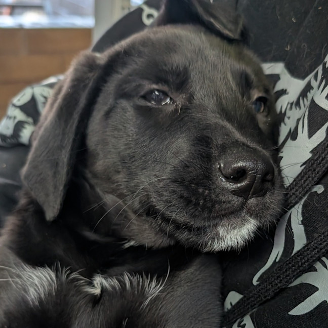 Photo of Lilly