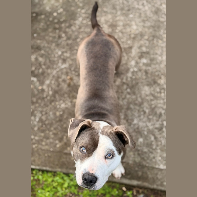 Photo of Shelby 