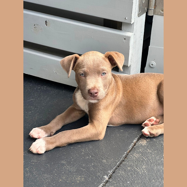 Photo of Bodhi 😎🐶