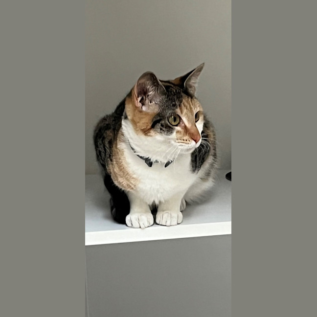 Photo of Gucci (60039)