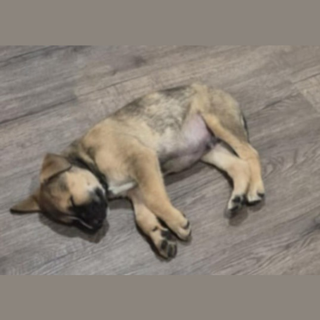 Photo of Joe Goldberg