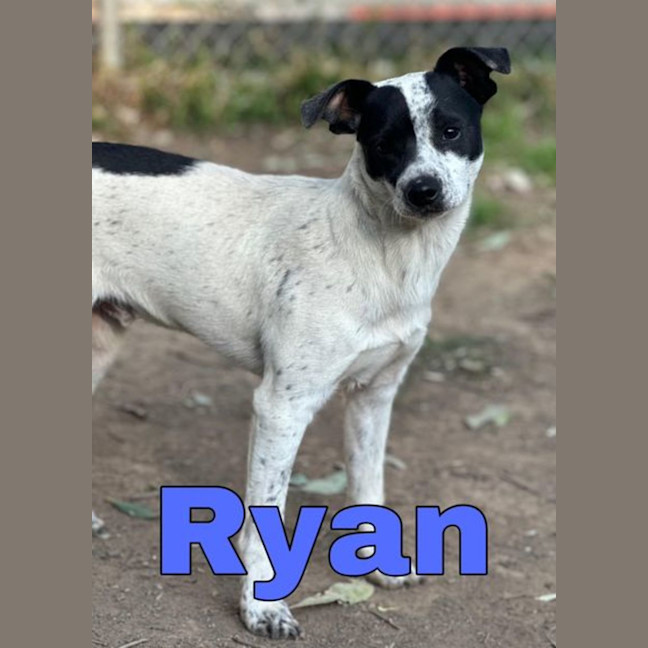 Photo of Ryan & Kate 