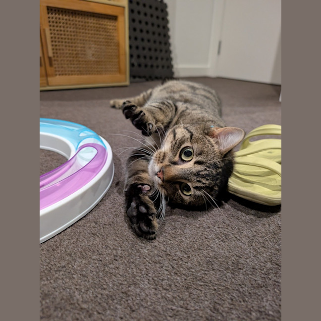 Photo of Wally *9 Lives Project Rescue*