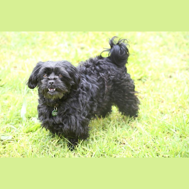 Photo of Dixie And Peppa Tamblyn