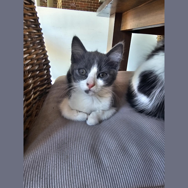 Photo of Penny Meet Me@Petstock Hastings Store