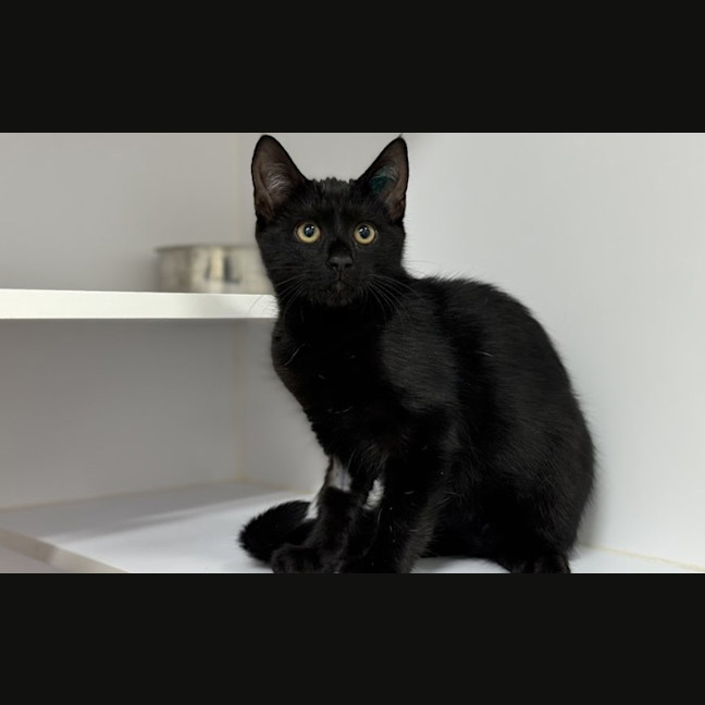 Photo of Angus