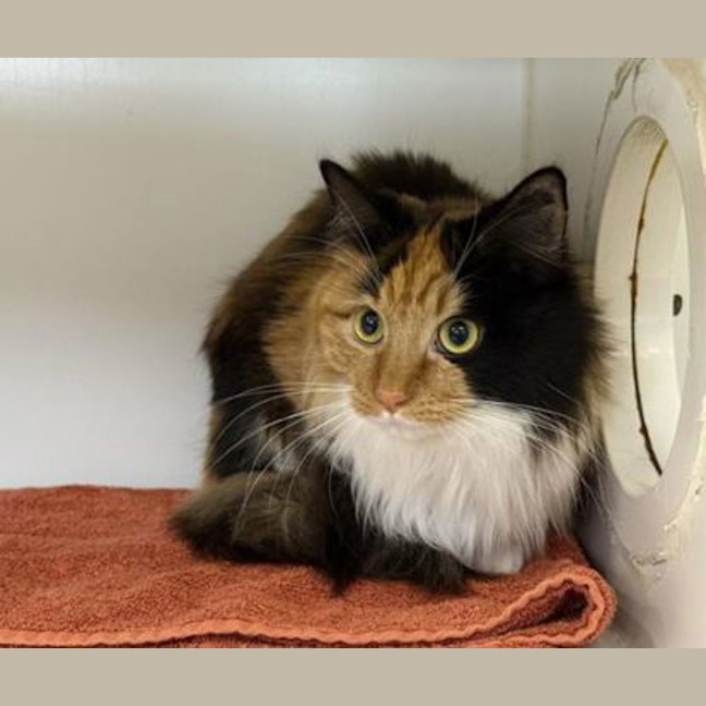 Photo of Zula