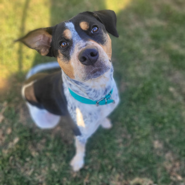 Photo of Dottie 