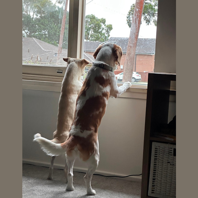 Photo of Taco