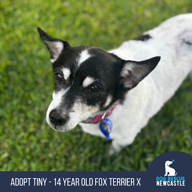 Photo of Tiny   14 Year Old Fox Terrier X