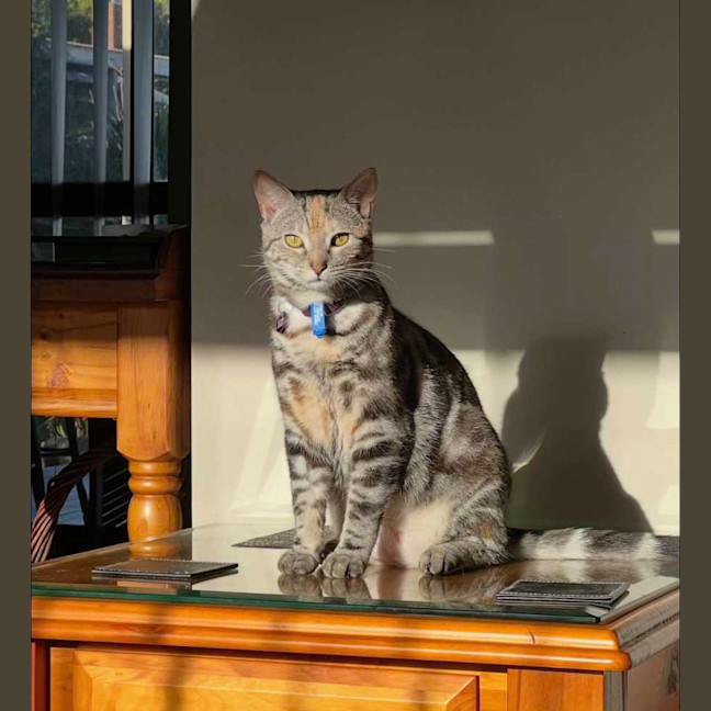 Photo of Maloo (Lulu)