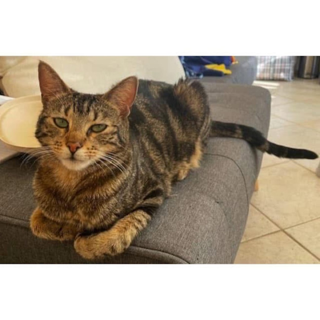 Photo of 11449   Cali