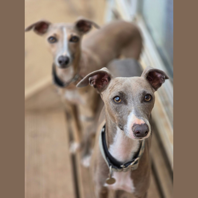 Photo of Lupin & Twiggy   Bonded Pair