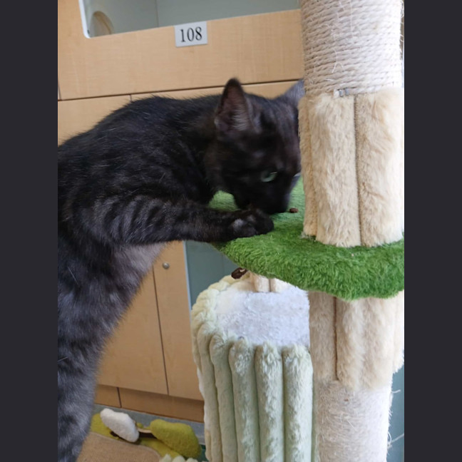 Photo of Pesto