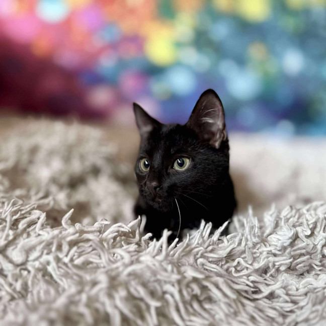 Photo of Valentino   Located In Templestowe