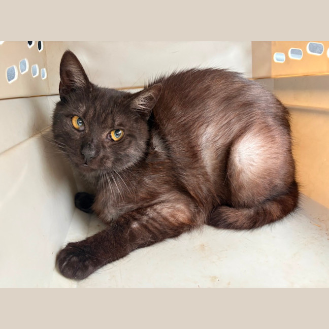 Photo of Blacky