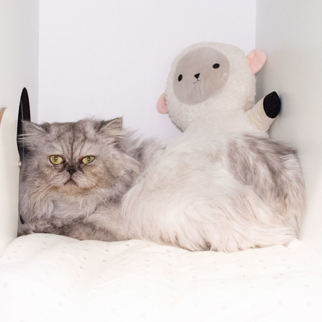 Photo of Yeti