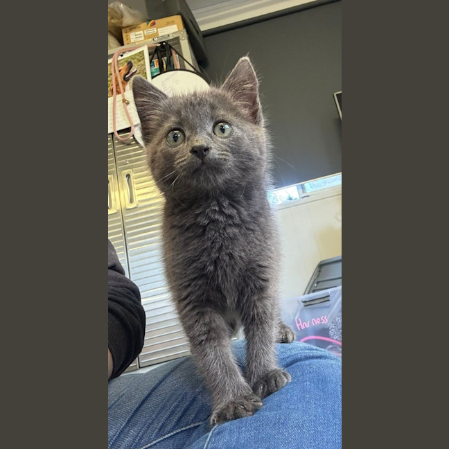 Photo of Pebbles