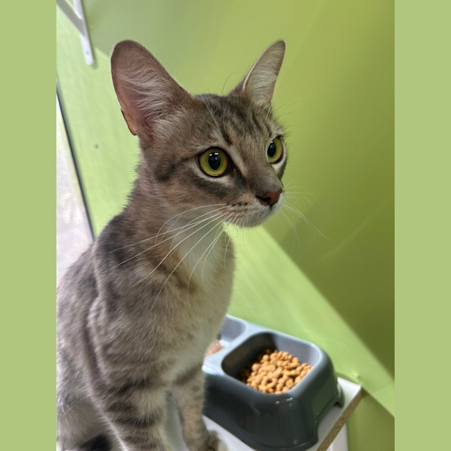 Photo of Bird The Word