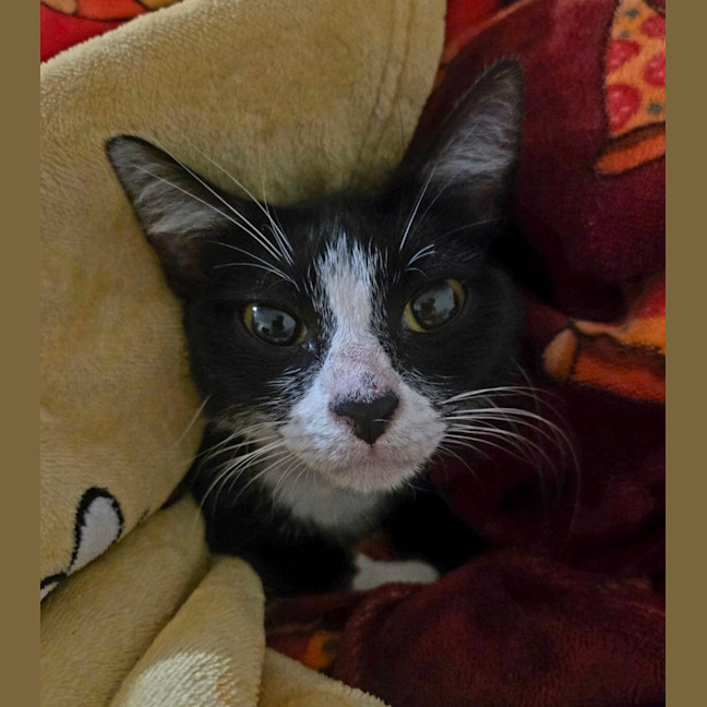 Photo of Mittens