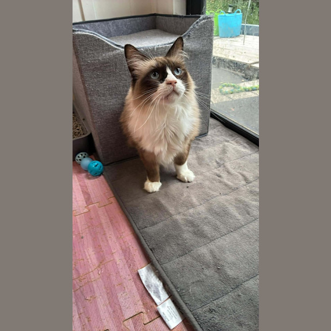 Photo of Coco 