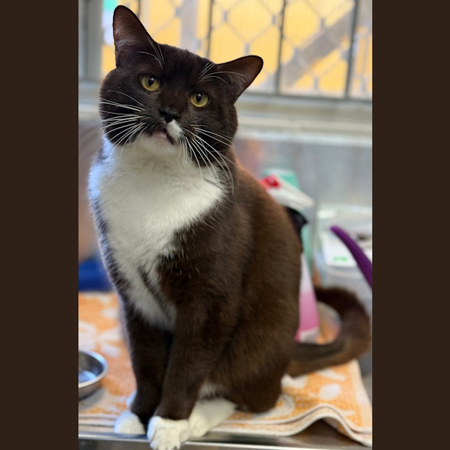 Photo of Brownie