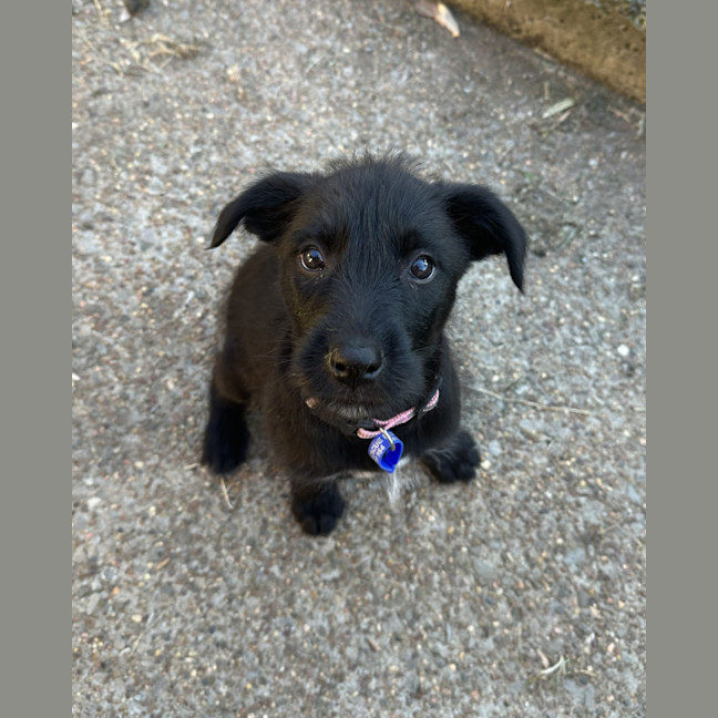Photo of Ivy   8 Week Old Wolfhound X