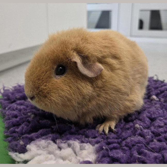 Photo of Peaches (Bonded With Honey)