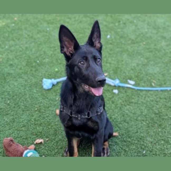 Photo of Stormy
