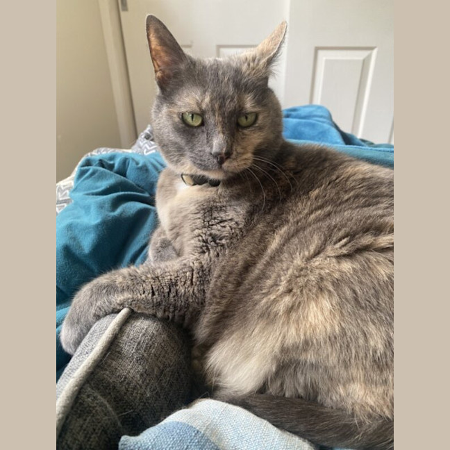 Photo of Gracie