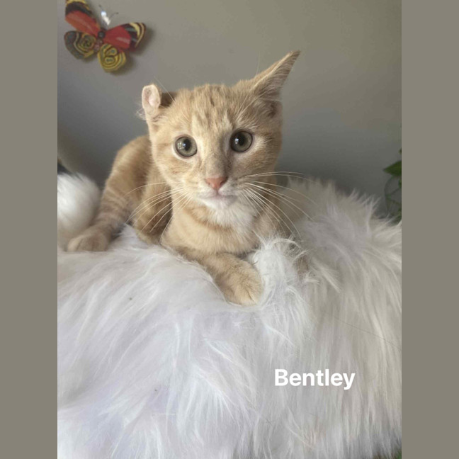 Photo of Bentley