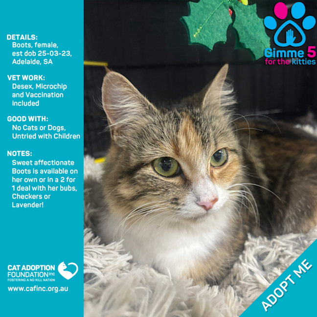 Photo of Boots Only $50 Limited Time!