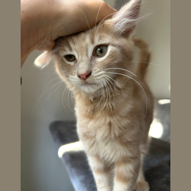 Photo of Passionfruit 