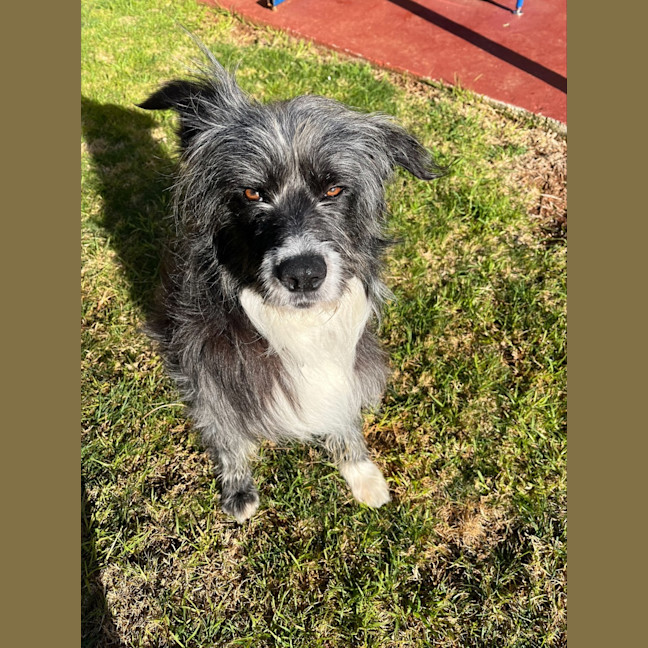 Photo of Alfie