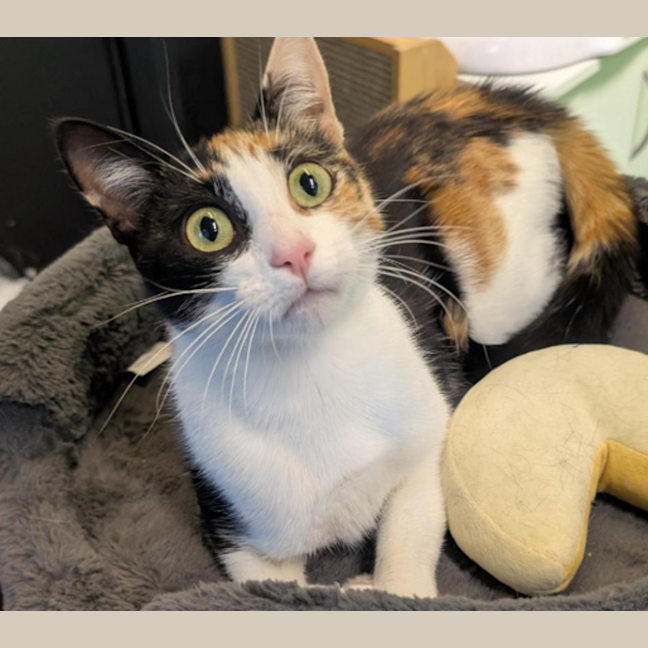 Photo of Divine Serpent Geh