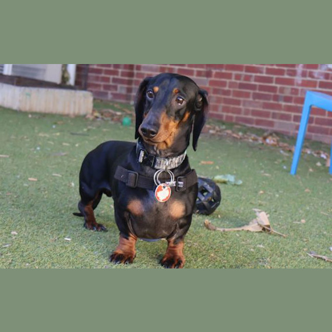 Photo of Snitz 'Snitty'