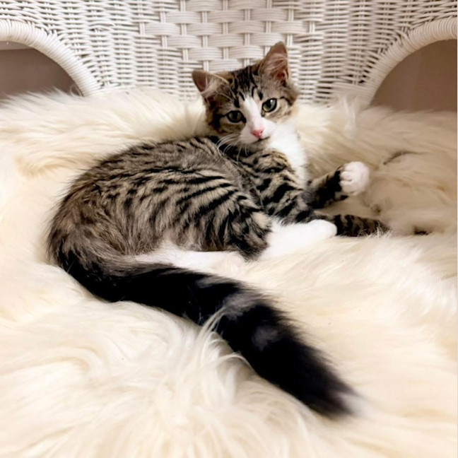 Photo of 💜 Harlequin 💜