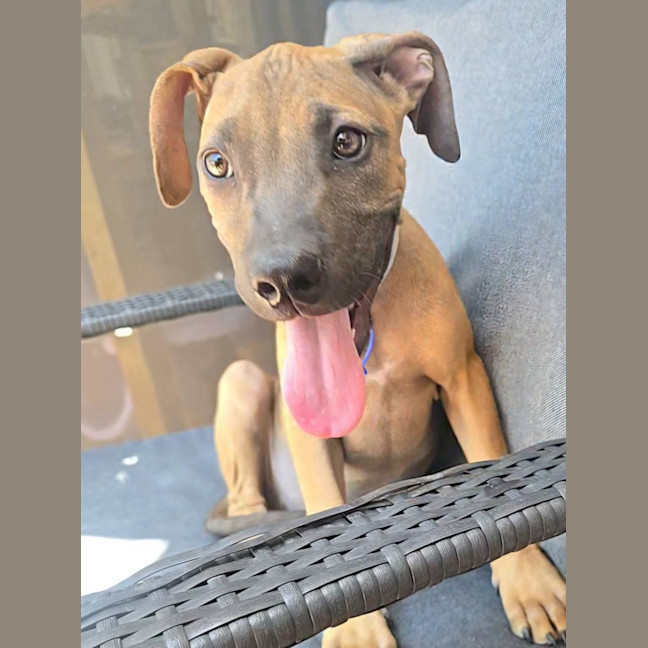 Photo of Theodore   16 Week Old Mixed Breed (Trial)