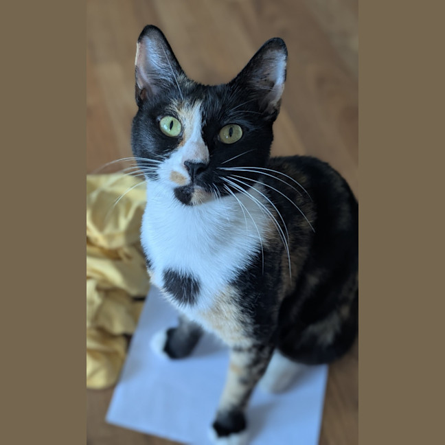 Photo of Dotti