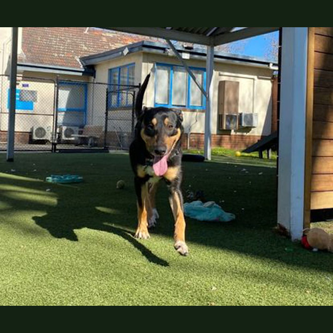Photo of Odin