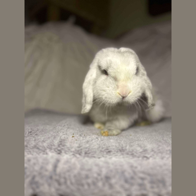 Photo of Count Von Count