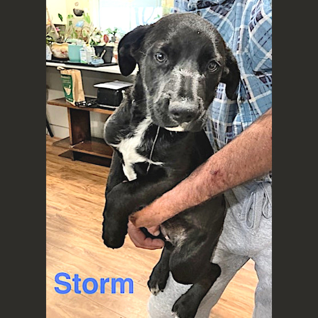 Photo of Storm