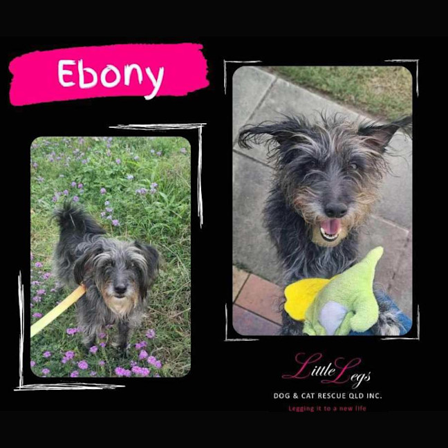 Photo of Ebony