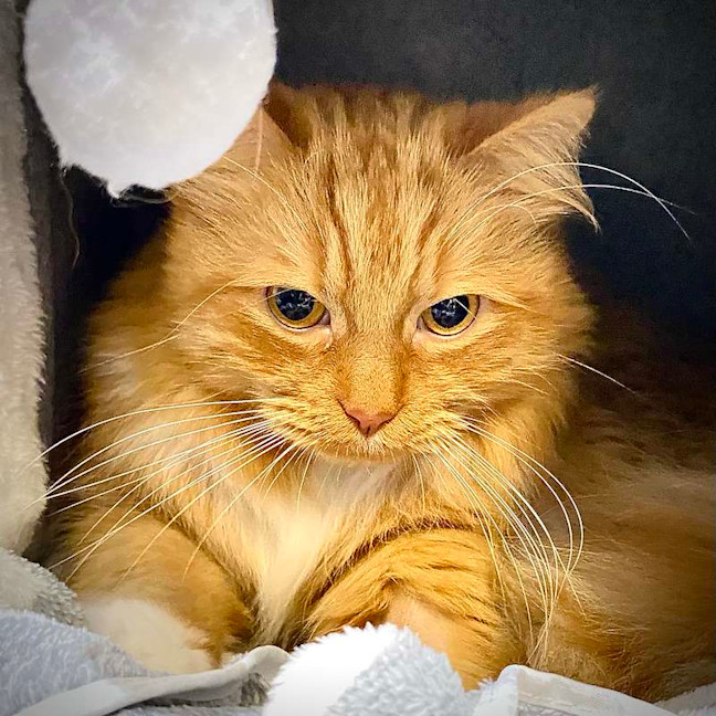 Photo of Woody