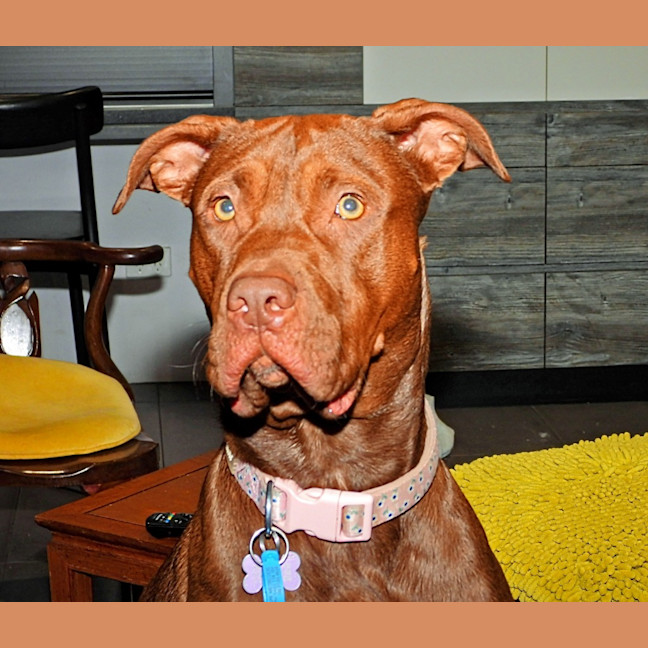 Photo of Coco