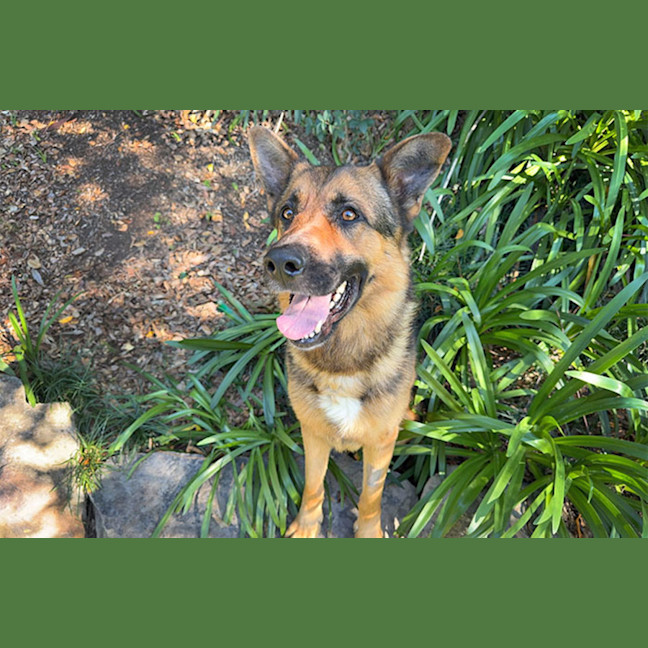 Photo of Diesel