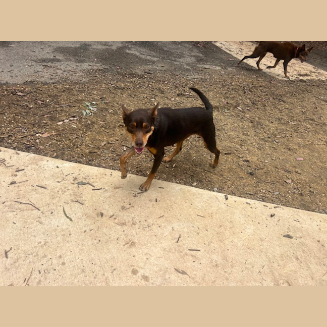 Photo of Cora
