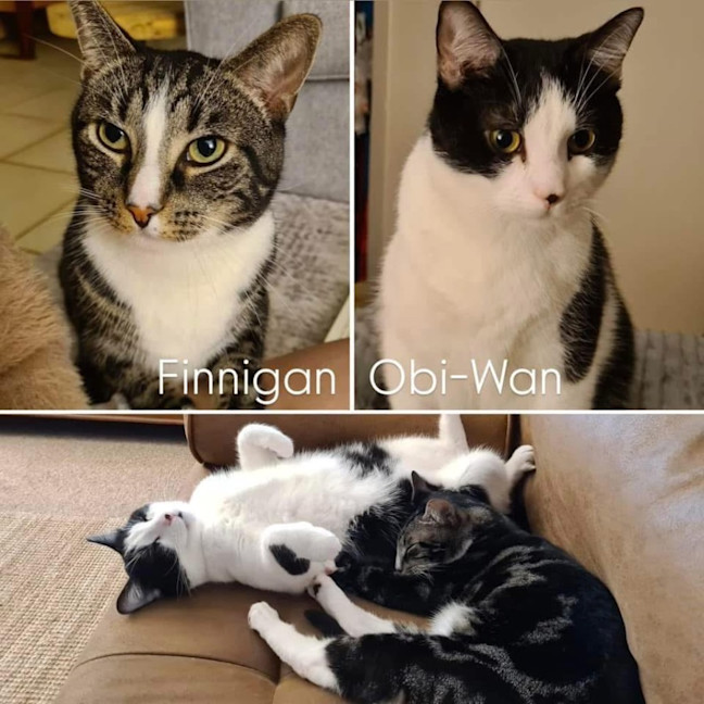 Photo of 11744/5   Obi Wan & Finnigan