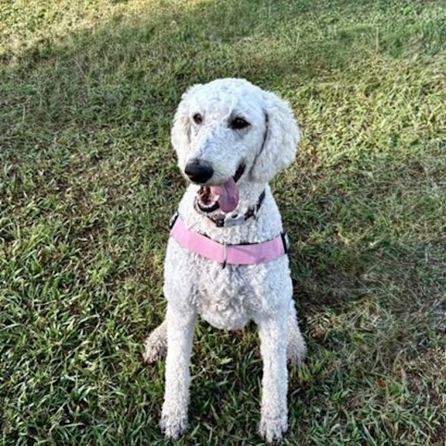 Photo of Penelope
