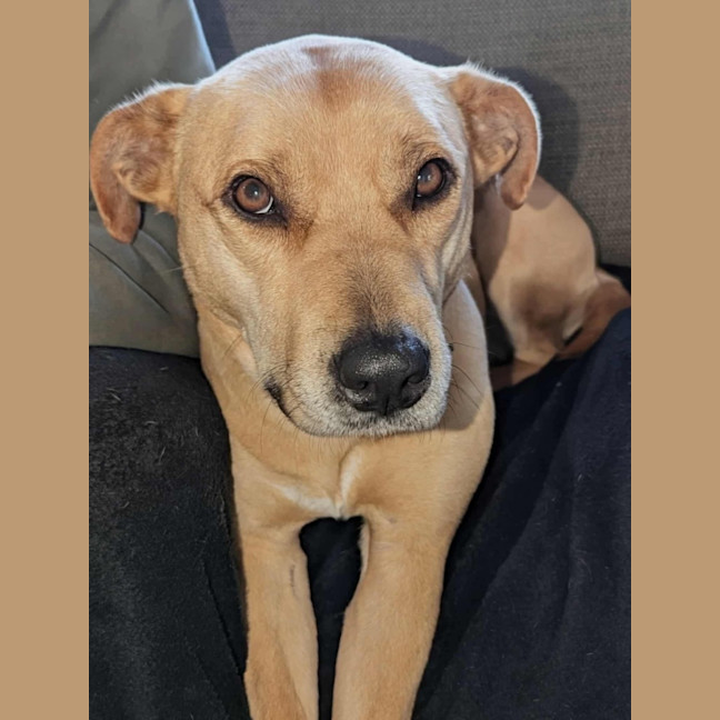 Photo of Apple Crumble